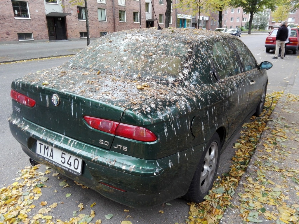 С высоты птичьего помета. Как предотвратить воздействие пернатых на кузов  автомобиля?